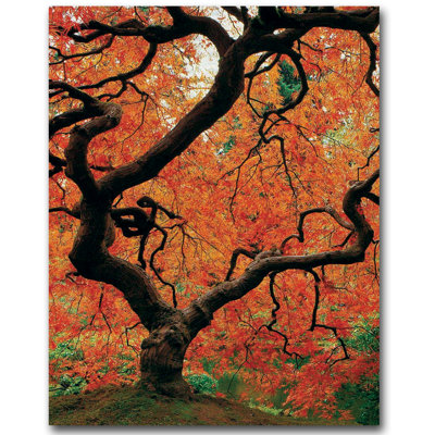 David Farley - Photograph on Canvas