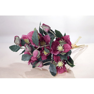 Hellebore with bud