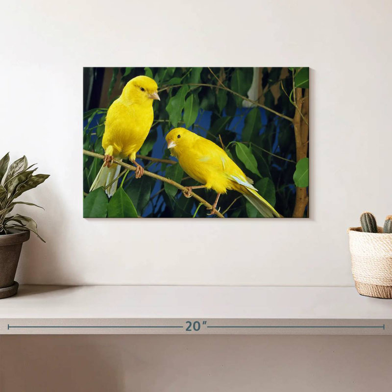 Canari Brampt, H 8 po x l 12 po