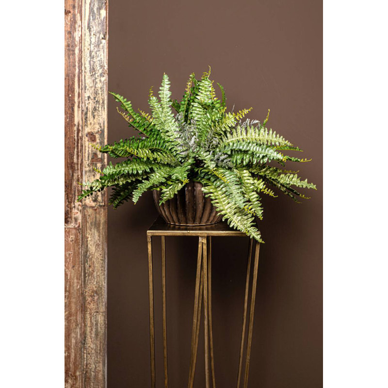 Varen Plant, Gold, 61cm H x 100cm W x 50cm D
