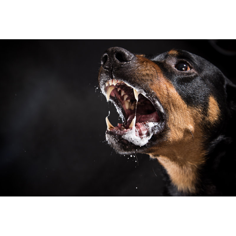 Rottweiler Barking - Photographie sur toile tendue, L 12 po x H 8 po
