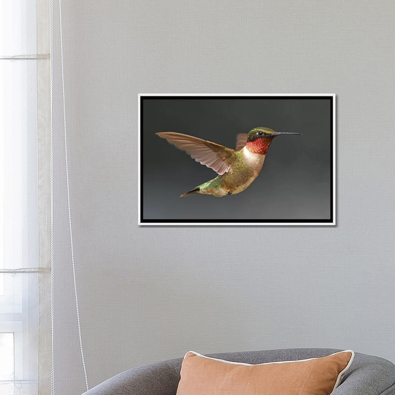 «Hummer in Flight» par Brian Wolf - reproduction de photo, Aucun mat, H 18 po x l 26 po x P 1,5 po, Toile blanche encadrée