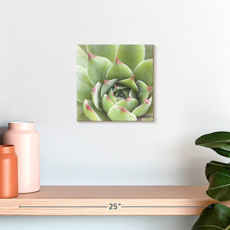 Harnek Garden Succulents III