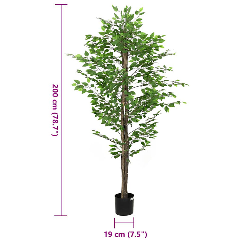 200cm Plant