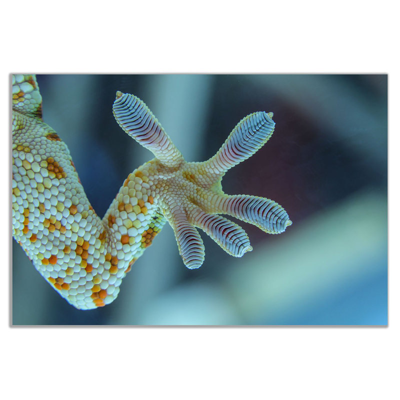 Gecko Leg Canvas Wall Art Picture Print - Wrapped Canvas Print, 61cm H x 91cm W