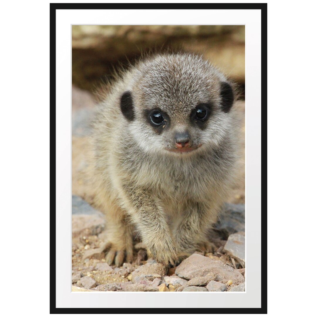 Gerahmtes Poster Erdmännchen zwischen Steinen