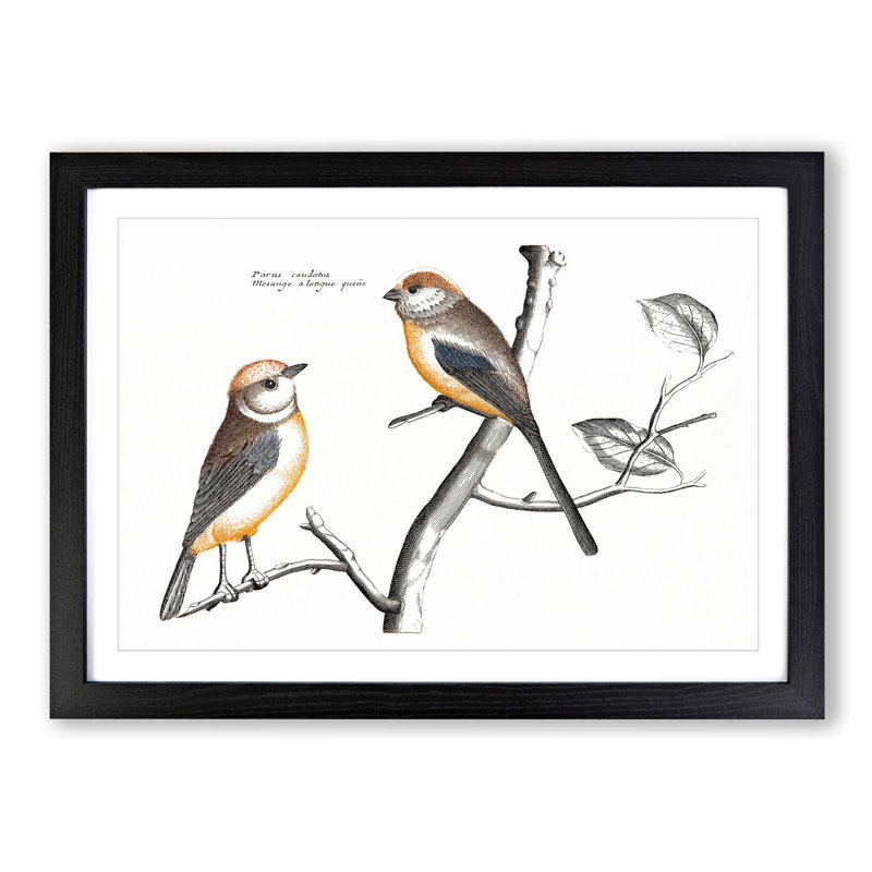 Tail Tit Birds by Johan Teyler - Picture Frame Graphic Art Print, 48cm H x 65cm W x 2cm D, Black Framed