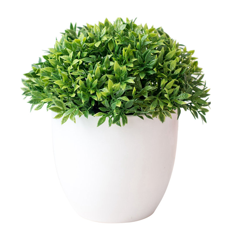 5,5 plante, 1