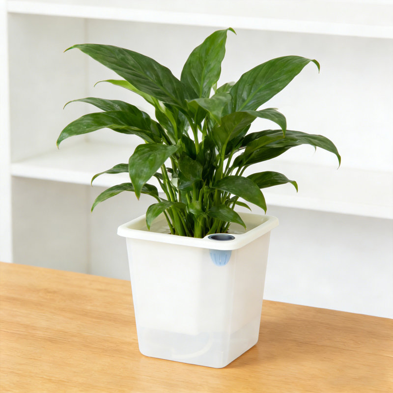 Arrosoirs carrés translucides pour plantes grasses et petites plantes