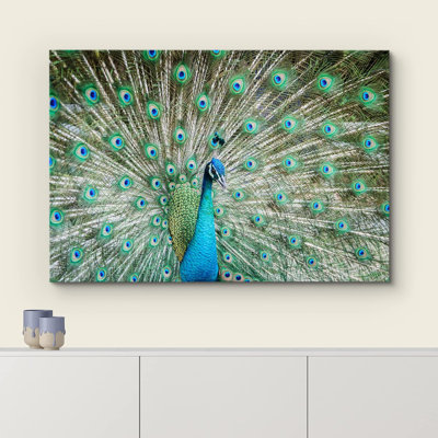 Oiseau, oiseau, paon, montrant ses belles plumes, étalant sa queue sur une photographie sur toile