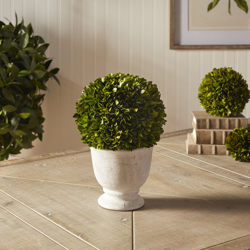 Alby Boxwood Ball Topiary In Pot, 12'' H X 8'' W X 8'' D