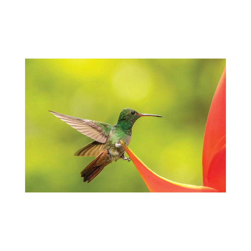 Costa Rica, Sarapiqui River Valley. Rufous-Tailed Hummingbird On Heliconia Plant. by Jaynes Gallery - Wrapped Canvas Print