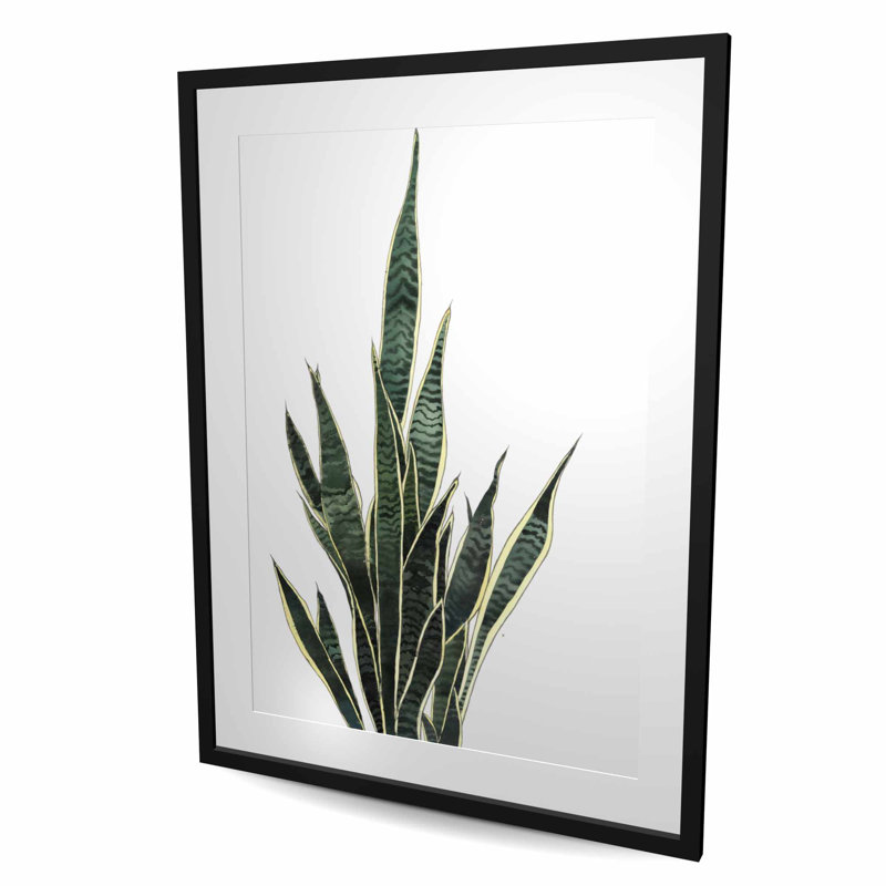 Snake Plant - Kitchen Botanical, H 48 po x l 36 po