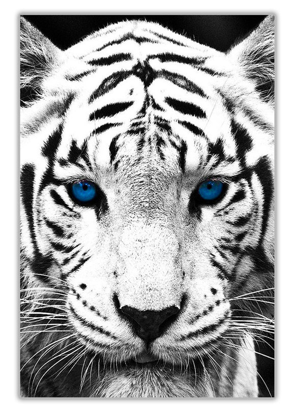 Wrapped Canvas Print, 60cm H x 40cm W