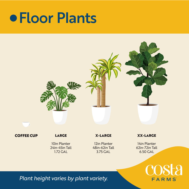 Plant in Basket