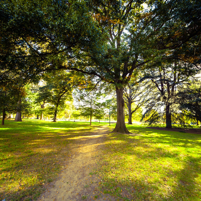 Piedmont Park In Atlanta - Wrapped Canvas Print, 122cm H x 122cm W x 3.8cm D