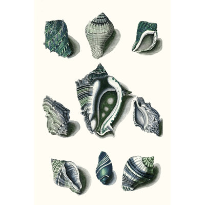 Celadon Shells IV - Painting