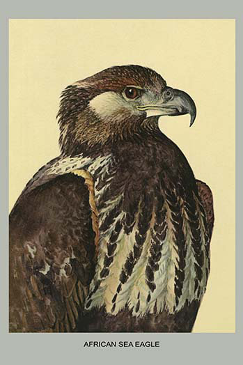Impression d’art graphique « african sea eagle » par louis agassiz fuertes, H 66 po x l 44 po x P 1,5 po