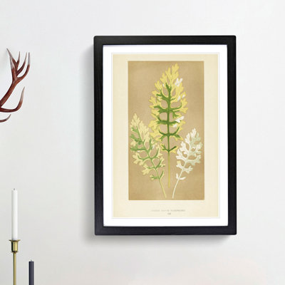 Leaf Illustration by Benjamin Fawcett - Picture Frame Painting Print