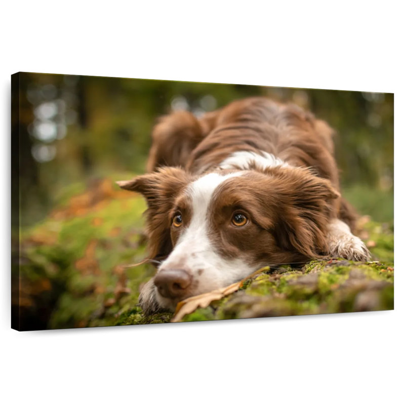 Border collie adorable, H 16 po x l 24 po