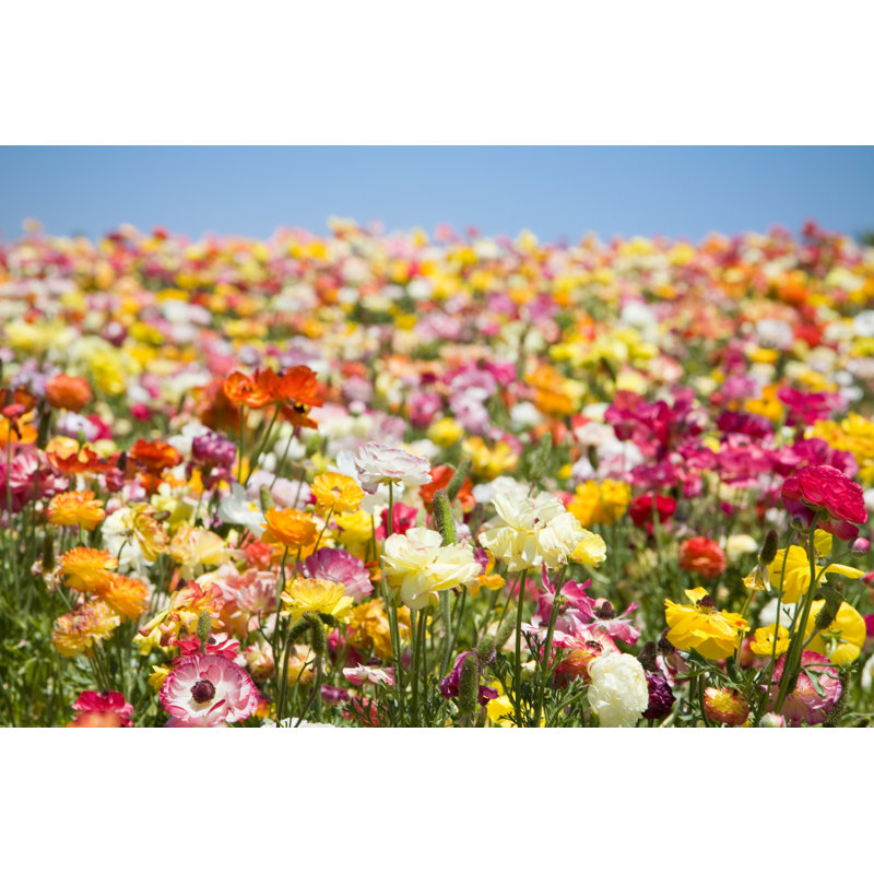 A Field Full Of Spring Flowers by Meltonmedia - No Frame Print on Canvas, 30cm H x 46cm W
