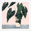 «Houseplant II» par Victoria Borges - peinture encadrée-2120927752-2025857374