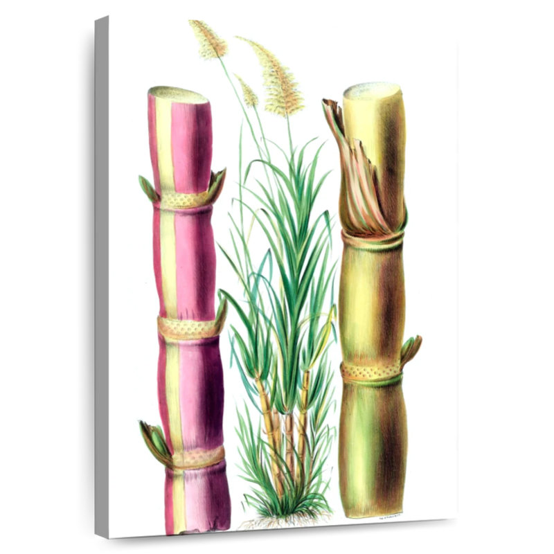 Harnek Sugarcane Stalks, 24" H x 16" W