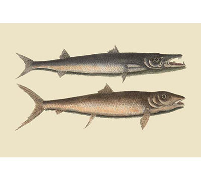 Barracuda-impression d’art graphique