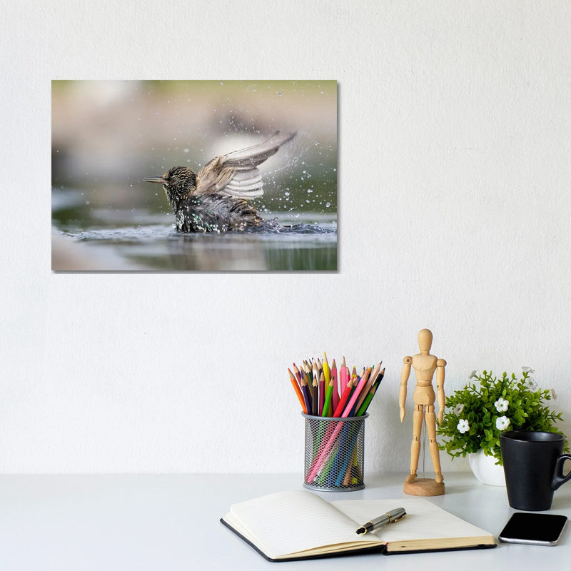 Bathing Starling 1 Piece Wrapped Canvas Wall Art, 20.32 cm H x 30.48 cm W