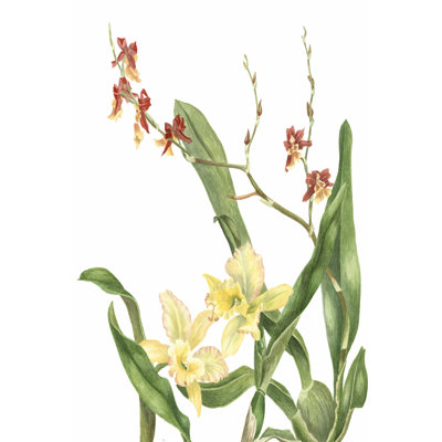 Orchid II - Wrapped Canvas Art Prints