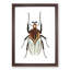 Cacique Beetle by George Shaw - Picture Frame Painting Print-55621437-55621440
