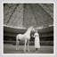 Model With Horse Giclee Print by Franco Rubartelli
