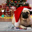 Tapis de sol The Holiday Aisle Kito