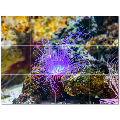 Corail photo 8 x 8