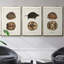 Tortues et coquillages antiques, ensemble de 3 toiles tendues de qualité supérieure-97759909-97759914