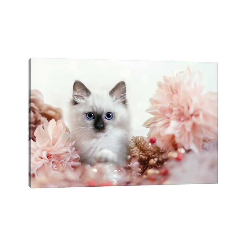 Pretty In Pink Kitten by Karen Burke - Wrapped Canvas Print, 20.32cm H x 30.48cm W x 1.91cm D