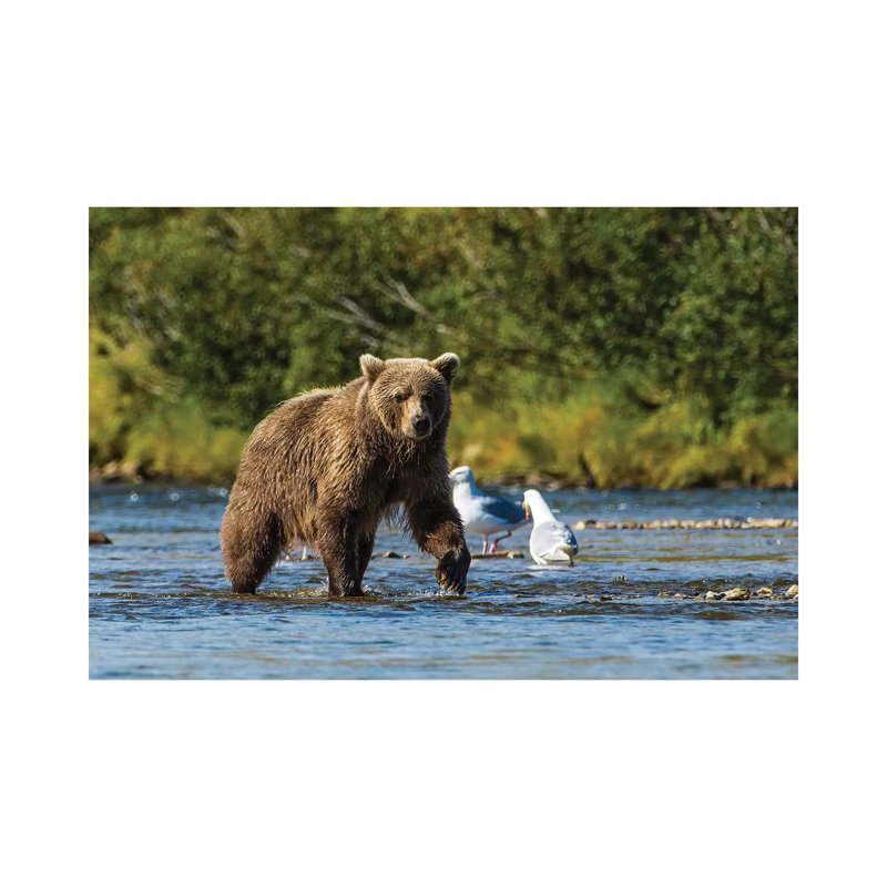 Grizzly Or Brown Bear (Ursus Arctos), Moraine Creek (River), Katmai NP And Reserve, Alaska by Michael DeFreitas - Wrapped Canvas Print