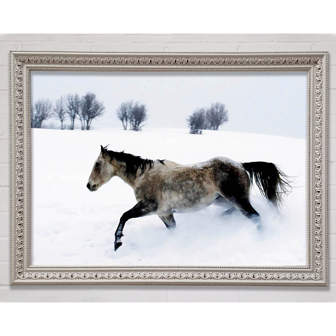 Stallion In The Snow - Druck