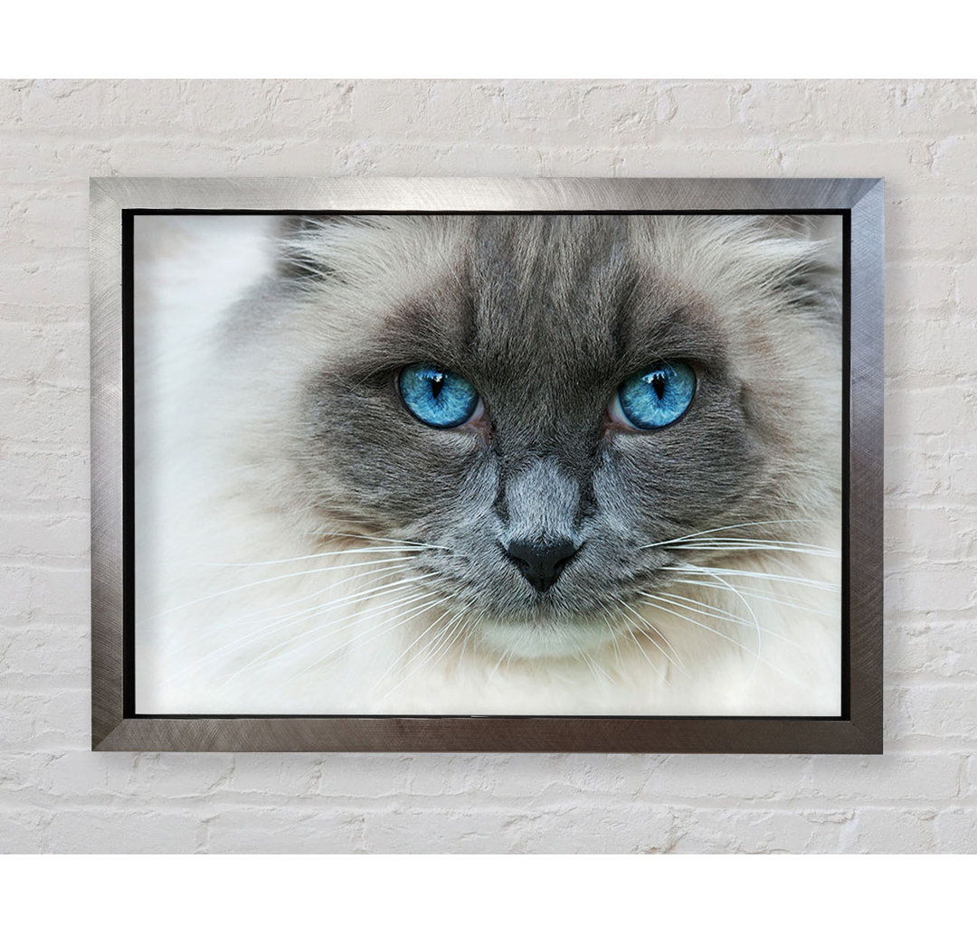 Ragdoll Katze Gesicht - Druck