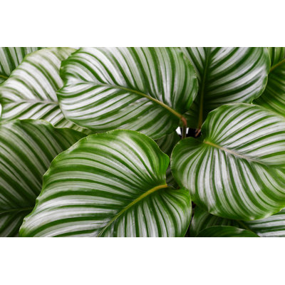 Calathea Orbifolia Close up - Photographie sur toile tendue