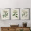 Antique Turpin Botanical VII - Ensemble de 3 peintures sur toile encadrées-1789316820-1789316824