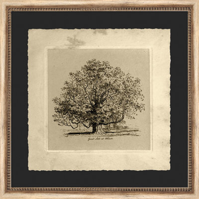 Great Ash At Woburn Painting