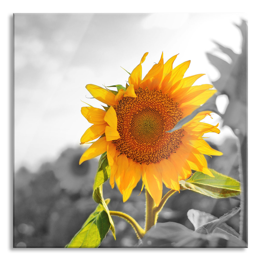 Glasbild Nahaufnahme einer Sonnenblume Graphic Art Print auf Leinwand