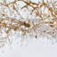 Lustre Light Bijout Branches-90583728-90583749-130736509