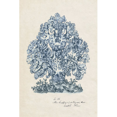 Étude de coraux de mer II