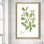 Herbe et basilic - Peinture-715697514-715697506