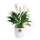 Peace Lily in Ceramic Planter
