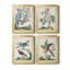 «Pastel Birds I», toile encadrée de qualité supérieure - prête à être accrochée-15036244-15036247