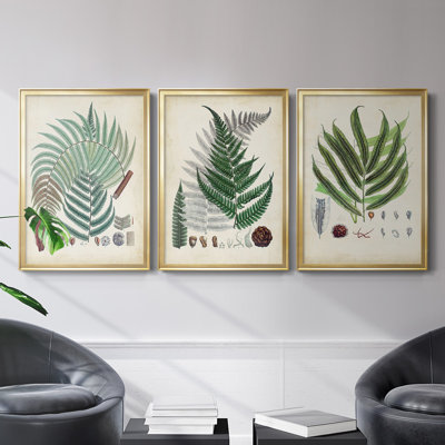 Fougères de collection I, toile encadrée de qualité supérieure - prête à être accrochée