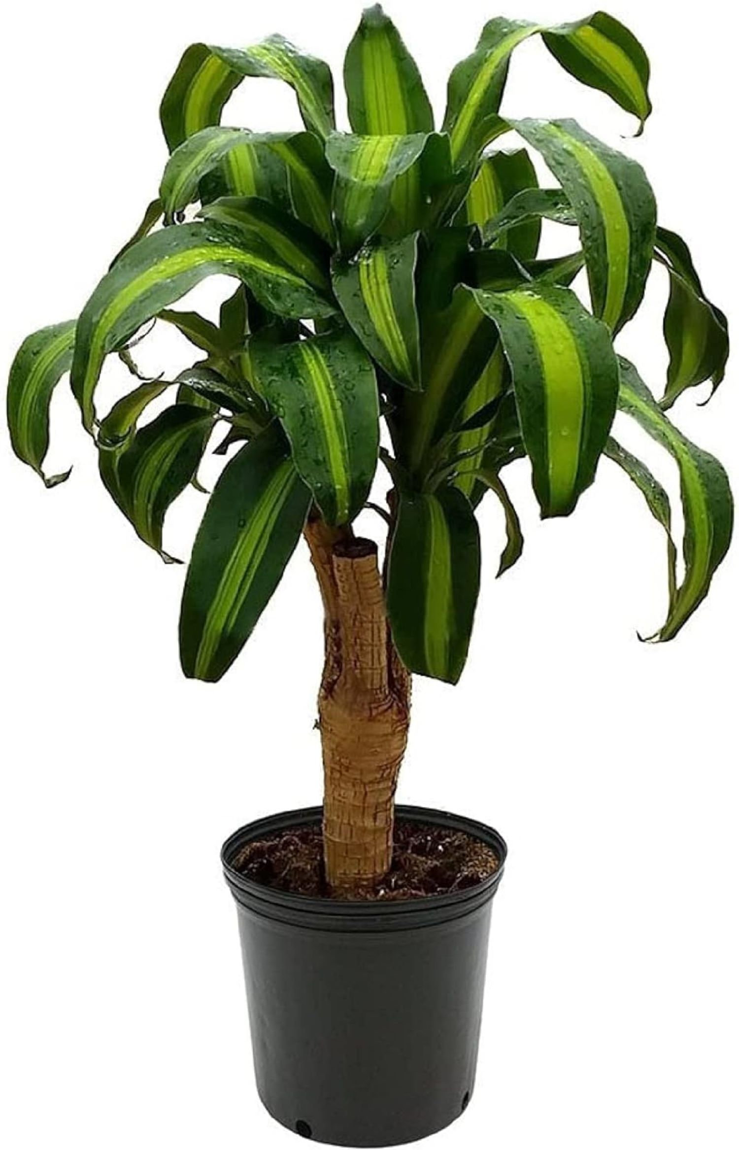 ficus house plant Ficus Ruby Tree Form Single Stem, Rubber Tree